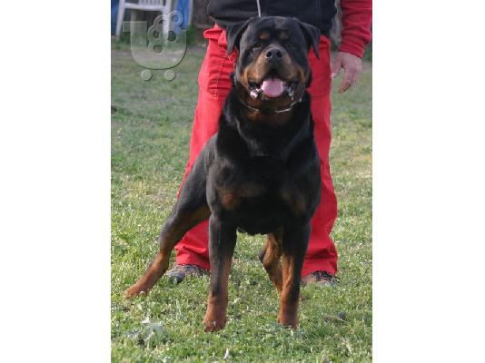 PoulaTo: rottweiler  κουταβια  Ροτβάιλερ